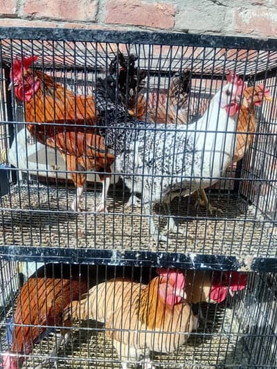 Desi Murgiyan For Sale