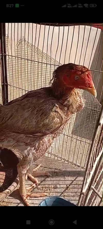 anda wali murgi hai aseel hai video available 0341"2636958