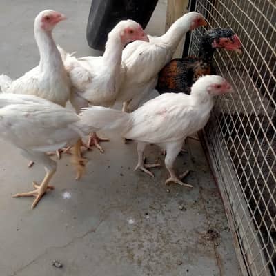 5 Heera or 1 Aseel patha for sale