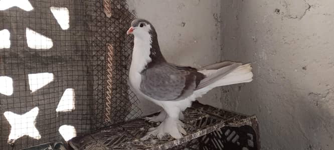 German Sherazi Roshan Chitte Bhabray