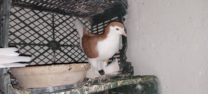 German Sherazi Roshan Chitte Bhabray