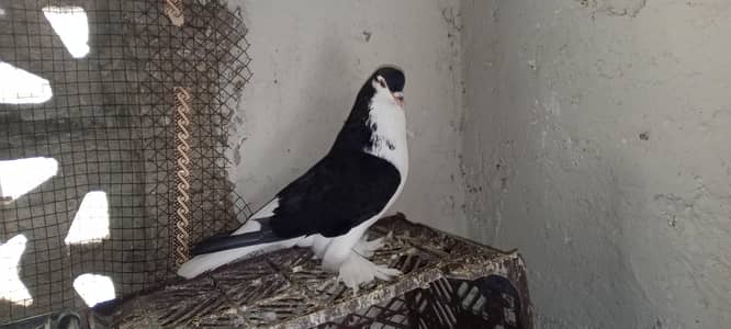 German Sherazi Kabray and Chitte Bhabray