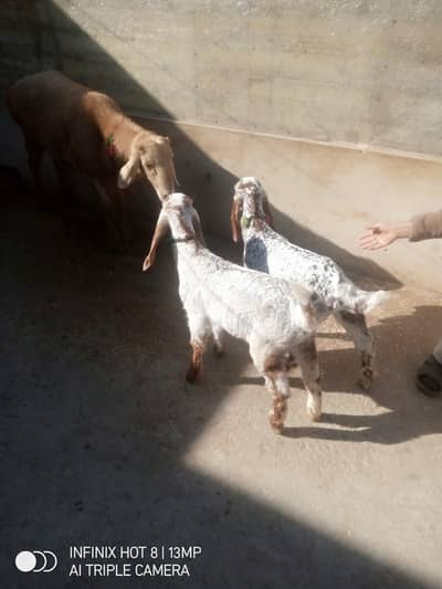 2 adad Makichini  female