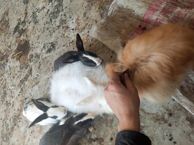 Healthy small size Rabbits.