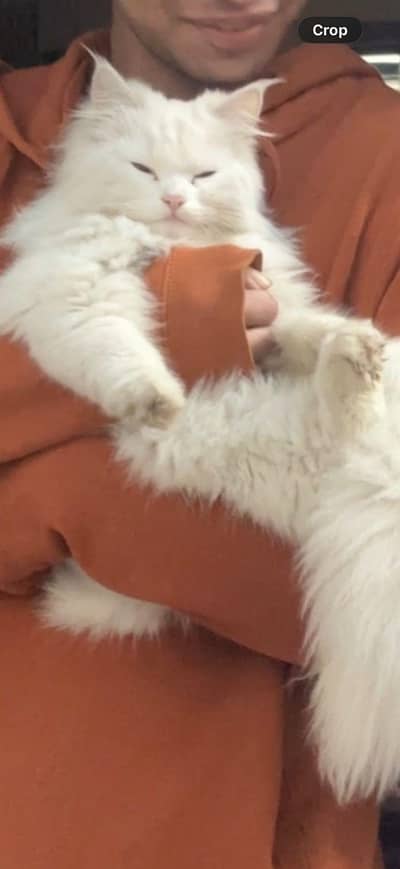 Persian cat 1 year old fully vaccinated