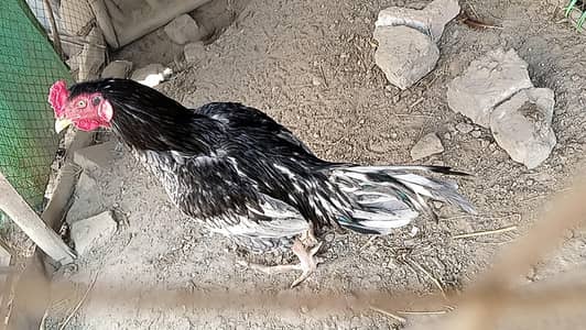 Aseel pair , Aseel chicks & Desi  Eggs