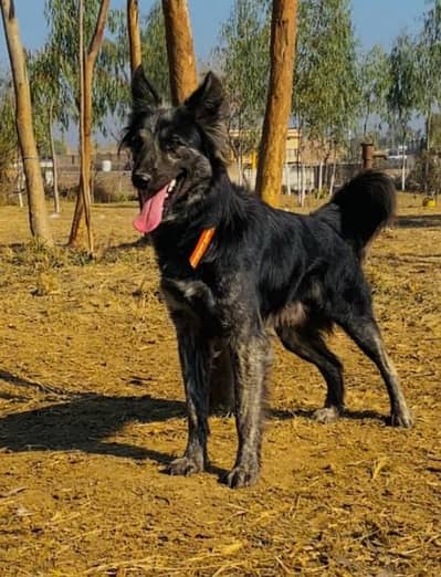 bigyari Mail  full security dog available for sale