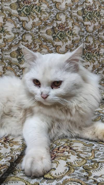 Male Persian Cat, Good Trained