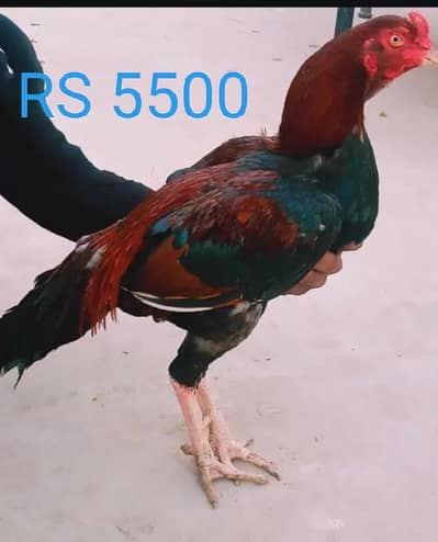 Pure aseel mianwali pair