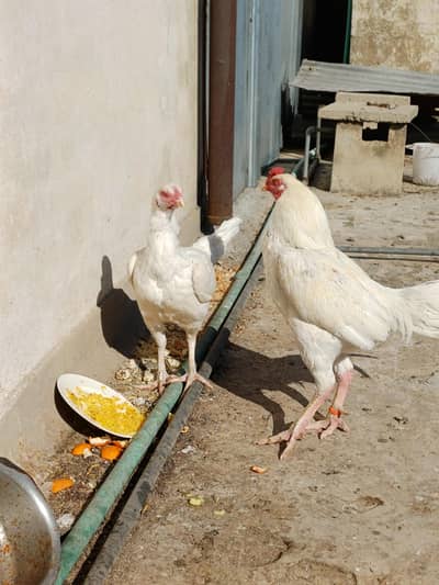 Qandahari maximum height breed paper white heera aseel pair