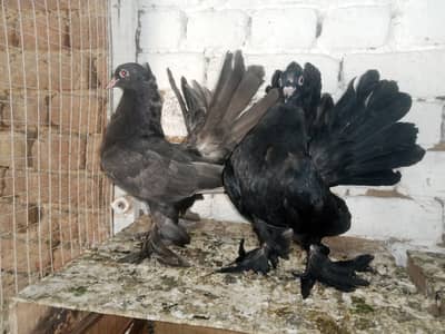 Black Lakky Kabootar Fancy Pigeon 03431683430