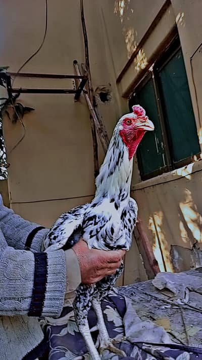 Shamo pair and Thai trio