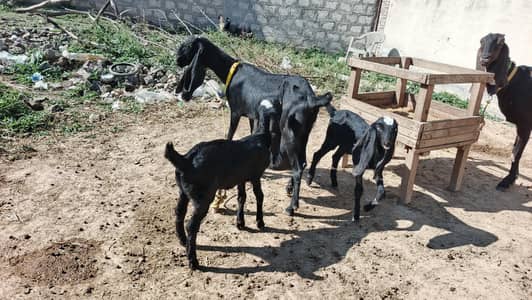 PURE AMRATSARI BEETAL