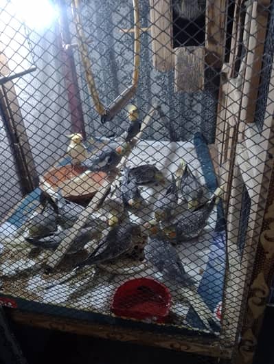 Cocktails parrots available  more detail in description