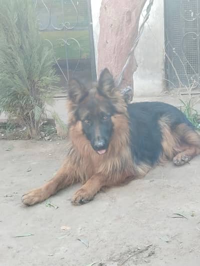 Original German Shepherd