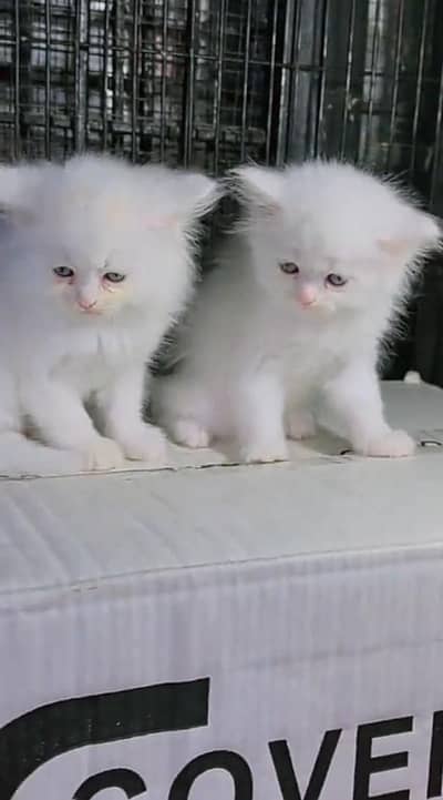 Persian Cats & Kittens for Sale may WhatsApp 03472175246