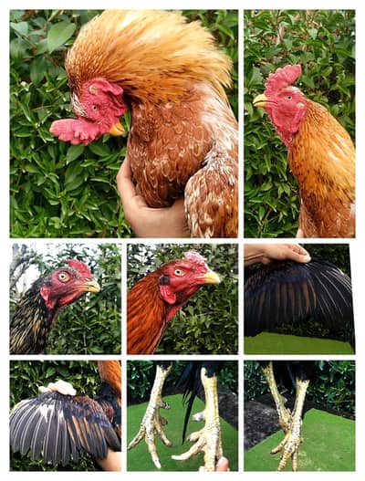 peela,toopla,sawa,patha,jawa,lakha,murgha,kurak,maadi,03444859901