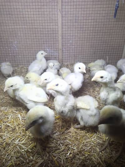 Heera Aseel Chicks  WhatsApp  ( 03204661930 )