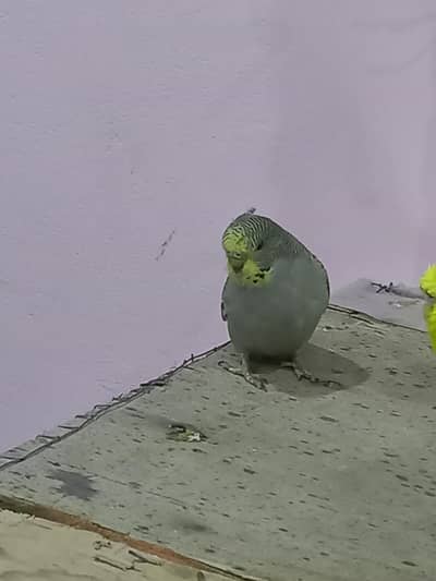 budgies for sale