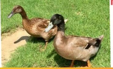 خاکی کیمبل  بطخ کے انڈے دستیاب ہیں  اچھی نسل کا انتخاب 0