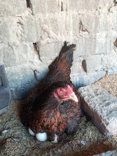 amroha korak madi quality wali cheeez