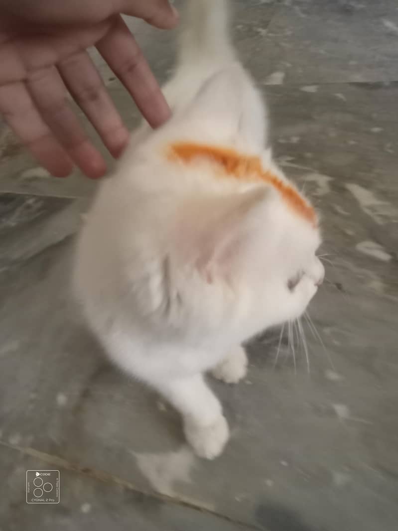 White Cat 4