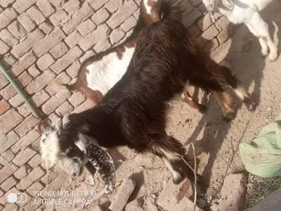 DDP goat for sale in reasonable price 60000 only contact 03056782550