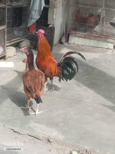 aseel lagha nasal or asseel cross murga