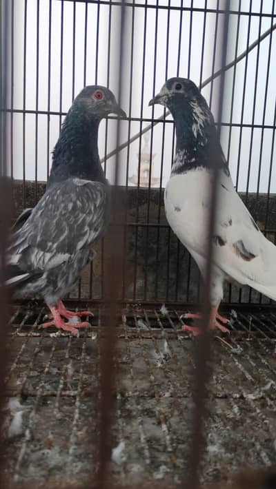 Pure Kasuri + Choha Sialkoti Male