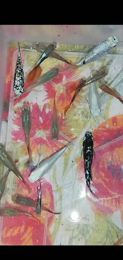 moli or Gappi fishes