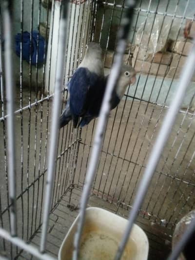 I am selling my home breed love bird