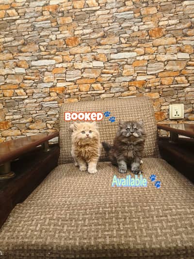 pure persion teddy bear quality kittens