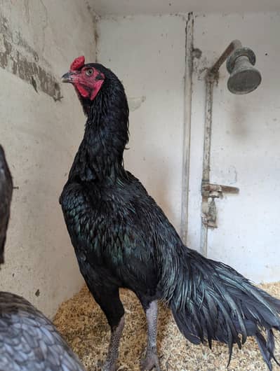 Pure Thai Chicks for Sale – Healthy & Active