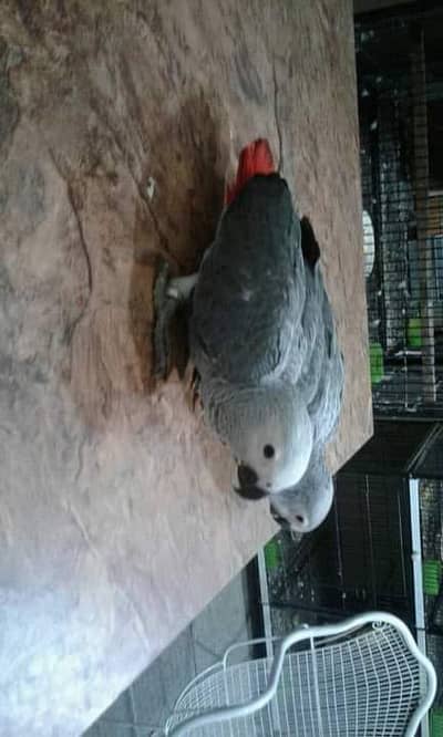 African grey parrot call me 03069661938
