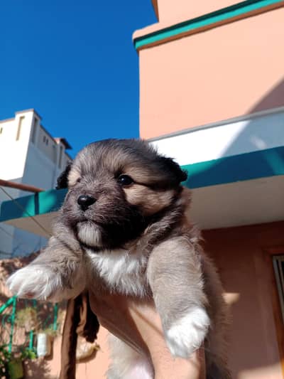 Poodle Puppy For sale