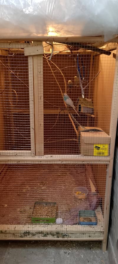Budgie parrots and Cage for sale  03125278973