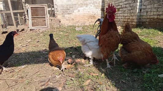 Egg laying Heavy buff and Aseel for sale