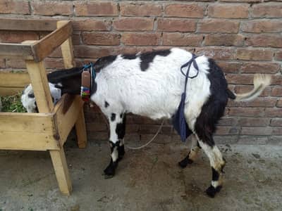 desi bakri for sale 1.5 manth ka bacha h sath  bacha nar h
