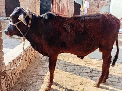 cow/wacha/katta/bufellow/