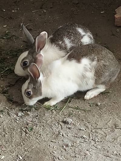 Rabbit Pair for Sale