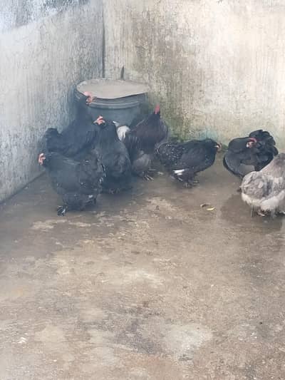 black bantum. hen for sale 4 female pr total price 12000