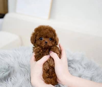 poodle puppies 03111968618