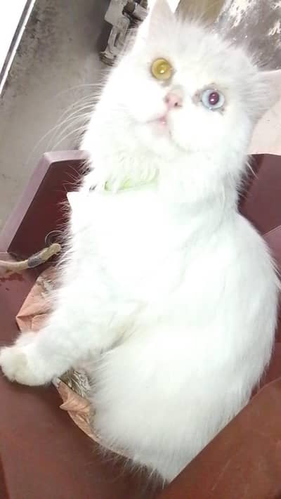 Odd Eyes Breeder Female Cat