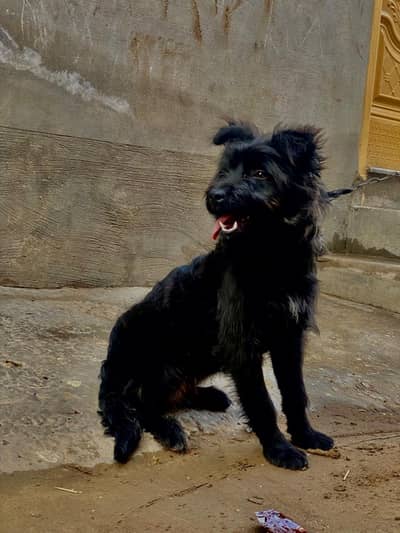 Beautiful Black Female Russian shih Tzu for sale