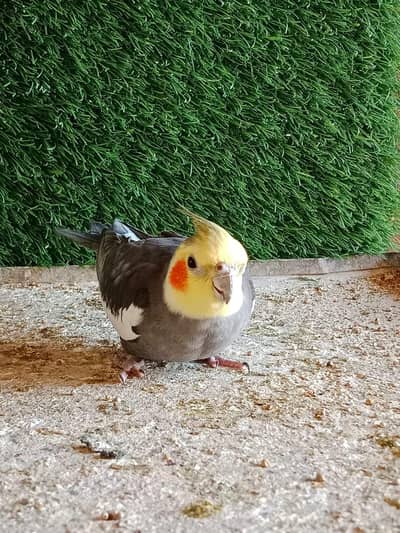 Cockatiel Bird