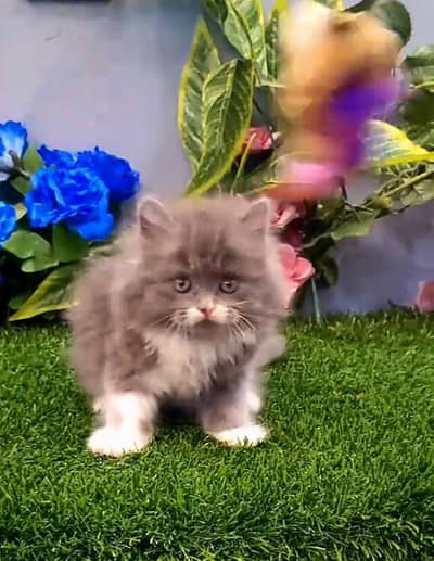 Persian Cats & Kittens for Sale may WhatsApp 03472175246