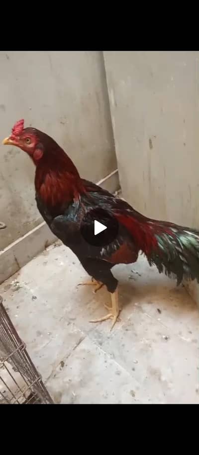 Aseel Murga For Sale