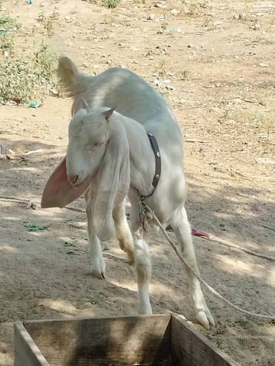 Rajanpuri bakri