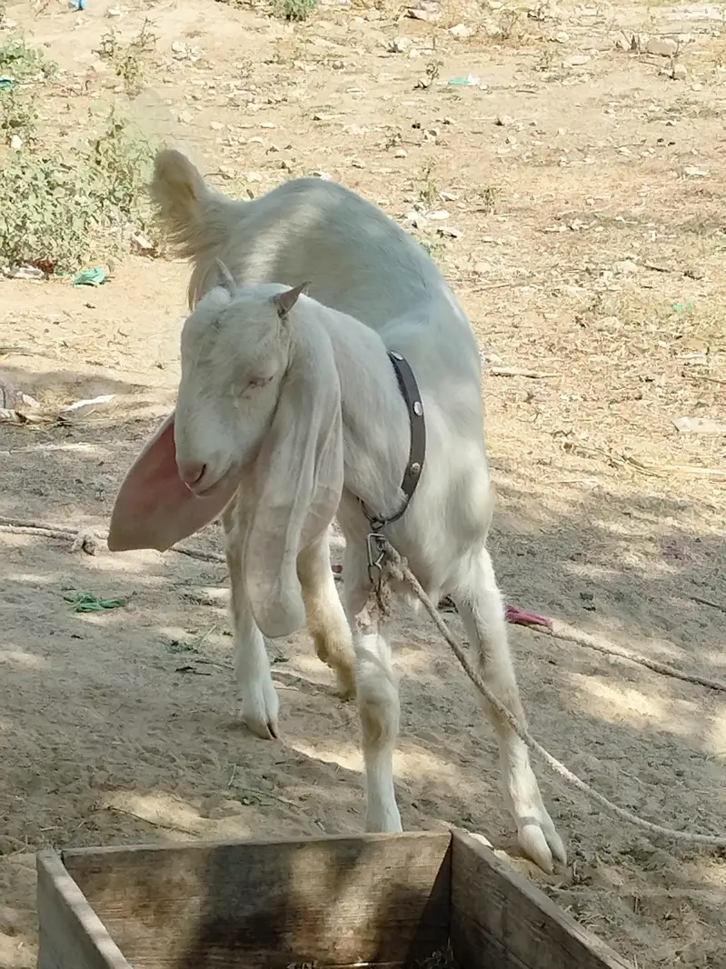 Rajanpuri bakri