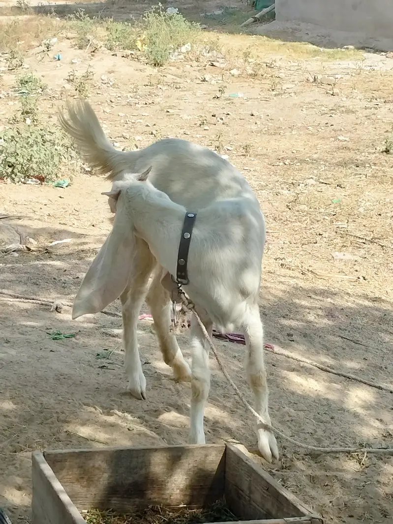 Rajanpuri bakri — photo 2